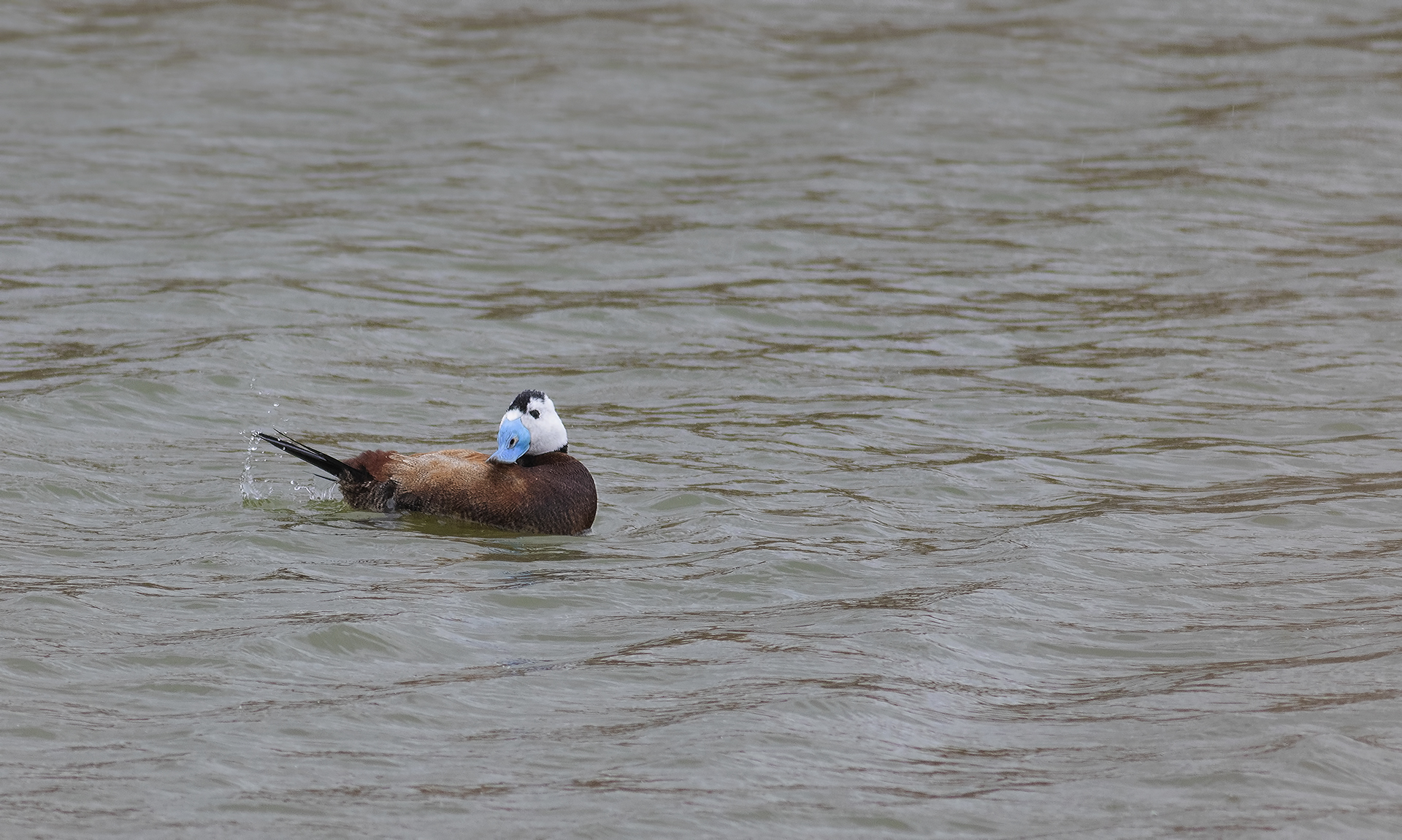 White-headed Duck